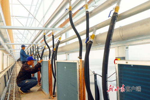 高效大棚施工忙 新苗要住新家啦',